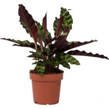 Calathea ornata - Goeppertia insignis - Hauteur 30-40cm - 12cm