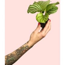 Pur Plant - Calathea Orbifolia Mini Comprar Online