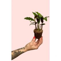 Calathea Rufibarba Mini Plantas Naturales Interior Pur Plant