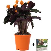 Plant In A Box - Calathée - Calathea crocata 'Tassmania' - Hauteur 40-50cm - 14cm