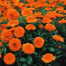 Thompson&morgan - Calendula Candyman Orange 1 Packet (100 Seeds)