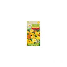 Calendula officinalis, graines de souci, herbes et herbes