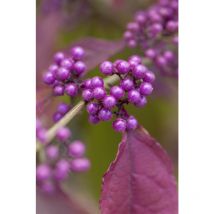 Callicarpa bodinieri 'Profusion' 7,5L 80- 100