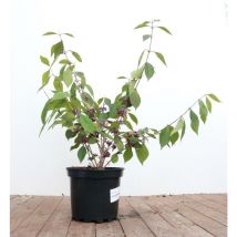 Callicarpa bodinieri 'Profusion' c 5 60- 80