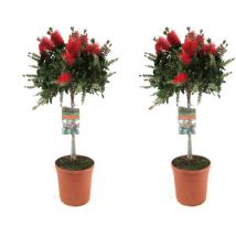 Plant In A Box - Rince-bouteille - Set de 2 - Callistemon 'Splendens' - H90-110cm - 21cm