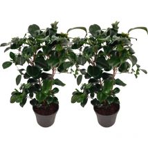 Plant In A Box - Camélia - Set de 2 - Camellia japonica 'Lady Campbell' - Hauteur 50-60cm - 15cm