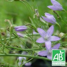 Campanule raiponce BIO/Godet - Bleue