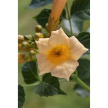 Sonstige - Campsis radicans 'Flava' 3L 80- 100
