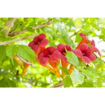 Campsis radicans 5L 100- 150