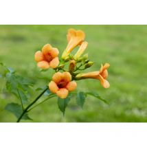Campsis tagliabuana 'Madame Galen' 7,5L 150- 200
