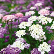 Thompson&morgan - Candytuft Fairyland Mixed 1 Packet (500 Seeds)