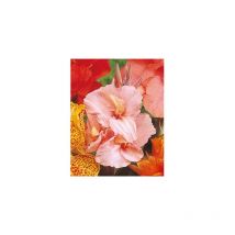 CANNA ROSE - 1 BULBE - Fleurs ravissantes