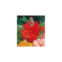 Canna rouge - 1 bulbe - Fleurs ravissantes