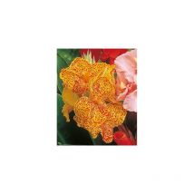 Canna tigre - 1 bulbe - Fleurs ravissantes