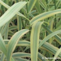 Canne de Provence 'Aureovariegata' (Arundo Donax)