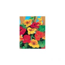 Capucine grimpante - Graines de fleurs - 5 g