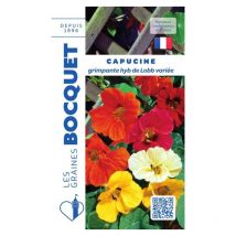 Capucine grimpante Hyb de Lobb variée - 5g