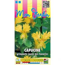 Capucine grimpante jaune des Canaries - 2g