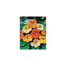 Capucine naine tom pouce - Graines de fleurs - 4 g