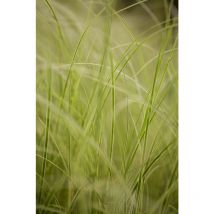 Sonstige - Carex brunnea 'Variegata' C2