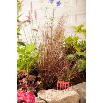 Sonstige - Carex buchananii 'Red Rooster' C2