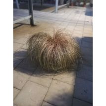 Carex – Piccola pianta erbacea perenne, sempreverde, con foglie lunghe fino a 30 cm e fiori su steli di 50 cm – Provenienza: Giappone