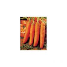 Carotte de carentan demi longue - 5 g - graines