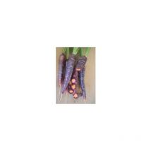 Carotte Purple Haze Hyb F1 - 0,5g