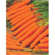 Carotte senior HF1 - Graines de légumes - 2000 graines
