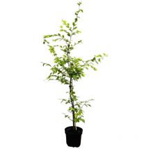Carpinus betulus C 3 100- 125