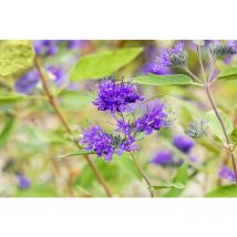 Caryopteris clandonensis 'Heavenly Blue' 3L 30- 40