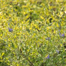 Caryopteris Worcester Gold/Pot de 3L