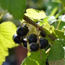 Cassis Andega/Pot de 5L