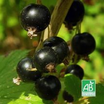Cassissier 'Andega' bio