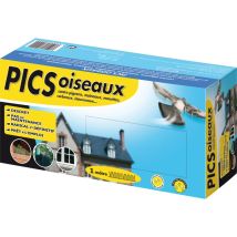 Pics Pigeons