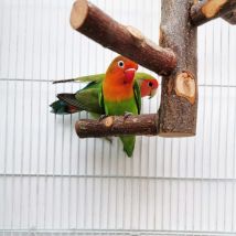 Perchoir pour Cage de Perroquet Jouets pour Perruche Perchoir en Bois Naturel pour 3 ou 4 Petits ou Moyens, Cacatoès, Conure, Perruche, Oiseau