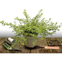 Plantes Avenue - Céanothe, Lilas de Californie rampante/Pot de 7,5L