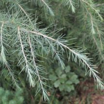 Plantes Avenue - Cèdre de l'Himalaya Feeling Blue/Pot de 5L