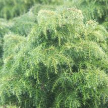 Plantes Avenue - Cèdre du Japon japonica Elegans Viridis/Pot de 10L
