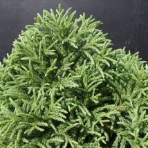 Cèdre du Japon Globosa Nana/Pot de 5L