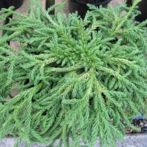 Clematite.net - Cèdre du Japon Spiraliter Falcata/Pot de 5L