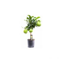 Cedro 'Citrus medica' pianta di 2 anni in vaso 20 Agrumi di Sicilia