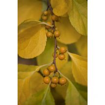 Celastrus orbiculatus ‚Diana‘ – Kletterpflanze 7,5L – Wuchshöhe 150-200 cm – sonnig bis halbschattig – dekorative Fruchtstände