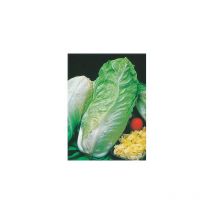 Chicoree sauvage pain de sucre - 6 g - graines