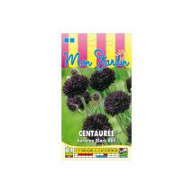 Centaurée barbeau noire – Graines de fleurs – Exposition : plein soleil – Période de semis : février à mai – Couleur des fleurs : noire pourpre foncé
