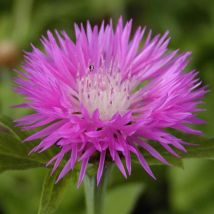 Centaurée pulcherrima/Godet
