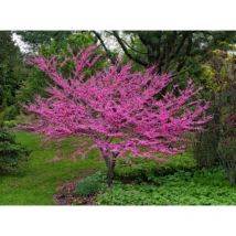 Cercis siliquastrum 'Albero di Giuda' pianta in mastello 40