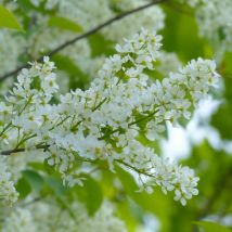 Cerisier à Grappes (Prunus Padus)