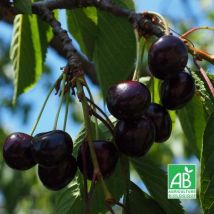 Cerisier 'Bigarreau Noir De Meched' bio
