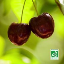 Cerisier Sunburst bio (Prunus avium)